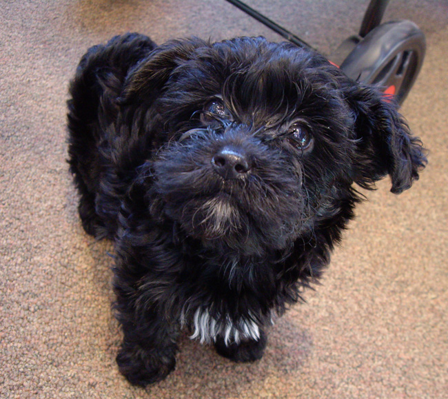 black tan and white yorkiepoo puppy. Yorkie-Poos go home… Together!