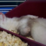sleeping-ferret